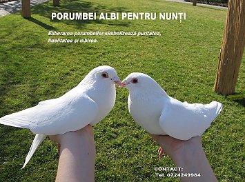 Porumbei albi Nunta Timisoara